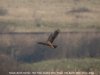 Marsh Harrier at Wat Tyler Country Park (Steve Arlow) (31734 bytes)
